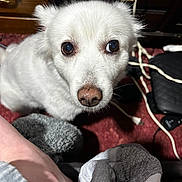 Trixi is registered to the contest to win money with this photo: dog, white_dog, indoor, carpet, wooden_furniture, cords, close_up, pet, fluffy, animal, looking_up, floor, snout, ears, paw, domestic, cute, companion, curious, soft_light