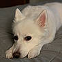 dog, white, fluffy, pet, lying_down, bed, blanket, indoor, cute, ears, nose, paws, closeup, animal, resting, domestic_animal, fur, sleepy, companion, portrait