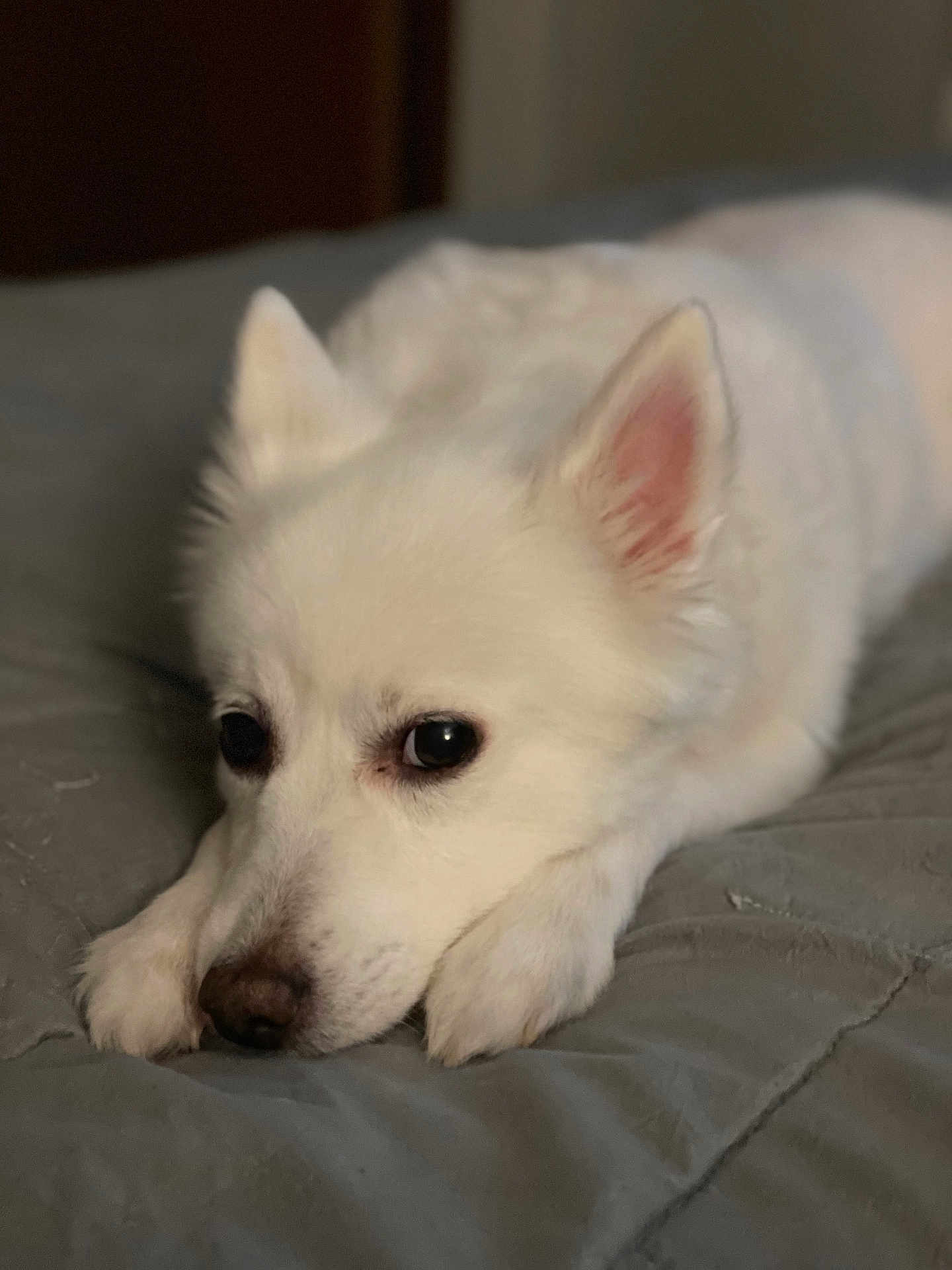 Trixi is registered to the contest to win money with this photo: dog, white, fluffy, pet, lying_down, bed, blanket, indoor, cute, ears, nose, paws, closeup, animal, resting, domestic_animal, fur, sleepy, companion, portrait