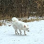 Trixi joined the competition — help win amazing prizes! dog, white_dog, snow, winter, outdoor, animal, canine, field, nature, fur, walking, cold, forest, trees, grass, pet, mammal, quiet, daytime, wildlife