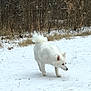 dog, white_dog, snow, outdoor, winter, nature, animal, canine, fur, grass, field, quiet, cold, walking, pet, mammal, daylight, forest_edge, countryside, curious