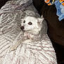 Trixi is registered to the contest to win money with this photo: dog, white_dog, pet, blanket, couch, indoor, cozy, fur, groomed, relaxed, looking_up, soft_texture, brown_couch, colorful_blanket, animal, companion, resting, curious, home, fur_texture