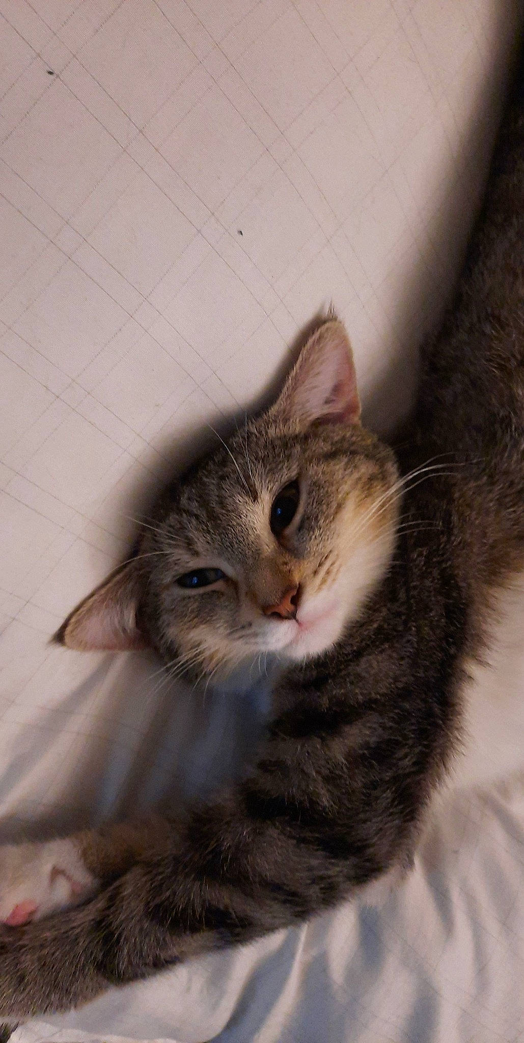 Clochette participe au concours pour gagner de l'argent avec cette photo : carnivore, cat, claw, domestic_short_haired_cat, ear, felidae, fur, paw, small_to_medium_sized_cats, snout, tail, terrestrial_animal, whiskers