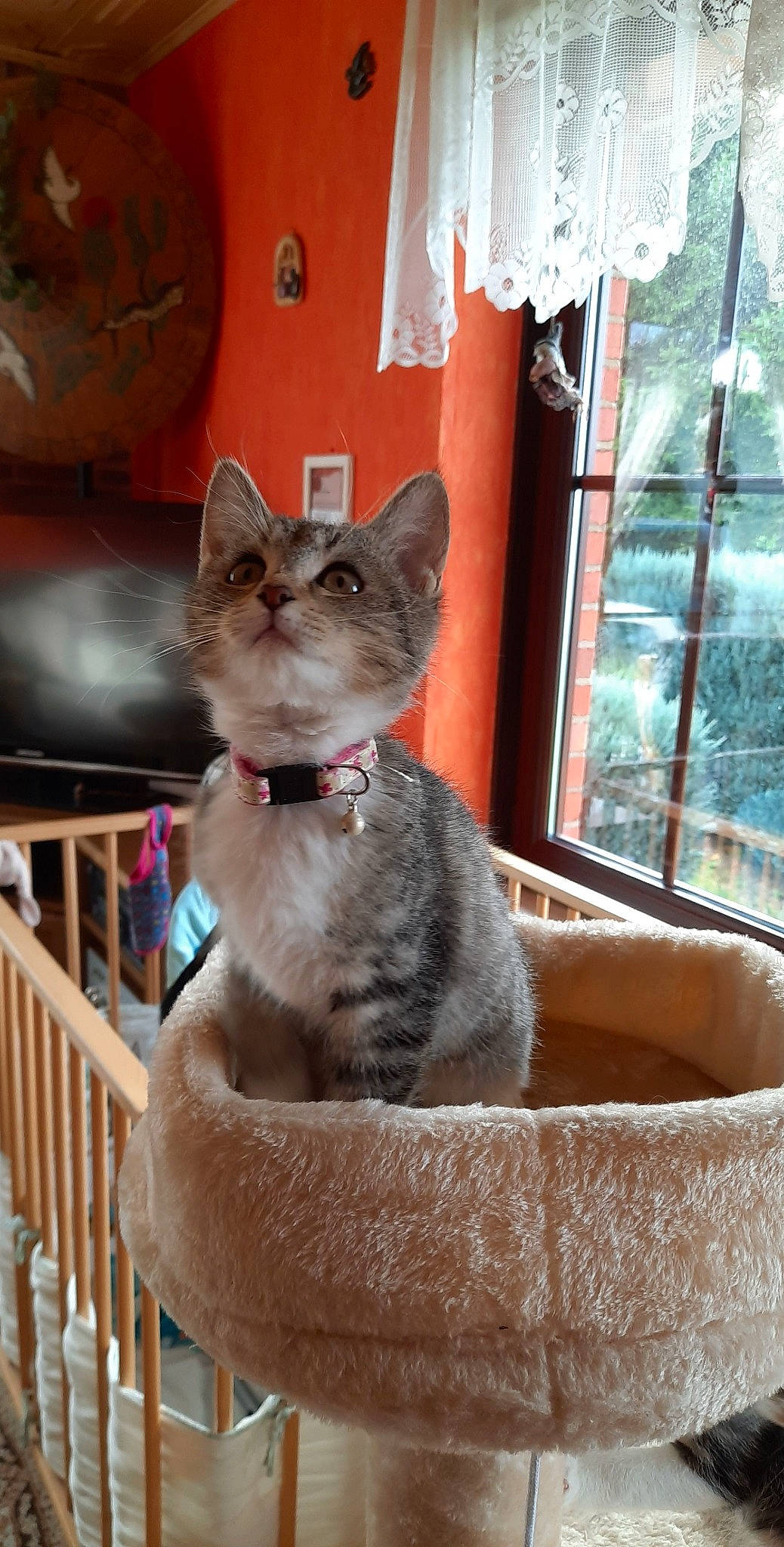 Clochette a rejoint le concours — aidez-le/la à gagner de superbes lots ! box, carnivore, cat, cat_furniture, cat_supply, chartreux, comfort, domestic_short_haired_cat, fawn, felidae, fence, fur, pet_supply, sitting, small_to_medium_sized_cats, snout, tail, whiskers, window, wood