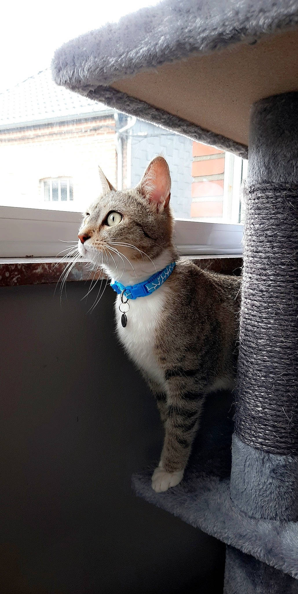 Clochette a rejoint le concours — aidez-le/la à gagner de superbes lots ! building, carnivore, cat, domestic_short_haired_cat, felidae, fur, grey, house, paw, sitting, small_to_medium_sized_cats, snout, tail, whiskers, window