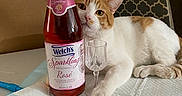 Lalo joined the competition — help win amazing prizes! animal, bottle, cat, cocktail, curious, decor, drink, glass, grape_juice, home, indoor, lounging, non_alcoholic, orange, patterned_background, pet, relaxed, sparkling_rose, table, white