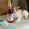 Lalo joined the competition — help win amazing prizes! cat, orange, white, bottle, sparkling_rose, grape_juice, cocktail, glass, table, curious, lounging, indoor, pet, animal, relaxed, home, decor, patterned_background, drink, non_alcoholic