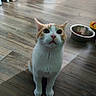 Lalo is registered to the contest to win money with this photo: cat, orange_and_white_cat, pet, indoor, wooden_floor, food_bowl, toy, animal, cute, sitting, looking_up, whiskers, ears, fur, domestic, eye_contact, flooring, household, curious, kitten