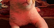 Lalo joined the competition — help win amazing prizes! cat, orange_cat, white_cat, winking, paw, bed, blanket, indoor, curtain, heart_pattern, relaxed, feline, closeup, pet, cozy, fur, whiskers, cute, animal, sleepy