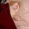 cat, sleeping, blanket, bed, cozy, indoor, pet, fur, whiskers, pink_nose, relaxed, resting, comfort, domestic_animal, cute, feline, paws, red_blanket, white_bed, peaceful