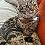 Uriell a rejoint le concours — aidez-le/la à gagner de superbes lots ! animal, blanket, cat, close_up, collar, cozy, cute, domestic_cat, feline, fur, green_eyes, indoor, orange_couch, paw_tag, pet, portrait, relaxed, sitting, tabby_cat, whiskers