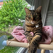 Uriell a rejoint le concours — aidez-le/la à gagner de superbes lots ! animal, blanket, cat, collar, daylight, domestic_cat, feline, fur, green_eyes, indoor, looking_at_camera, paws, perch, pet, pink_blanket, plant, relaxed, tabby_cat, tree, window