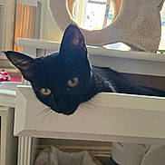 Jessica is registered to the contest to win money with this photo: black_cat, cat, cat_tree, closeup, clutter, curious, desk, domestic_animal, drawer, ears, feline, furniture, golden_eyes, home, indoor, light, pet, resting, whiskers, window