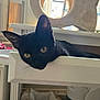 black_cat, cat, cat_tree, closeup, clutter, curious, desk, domestic_animal, drawer, ears, feline, furniture, golden_eyes, home, indoor, light, pet, resting, whiskers, window