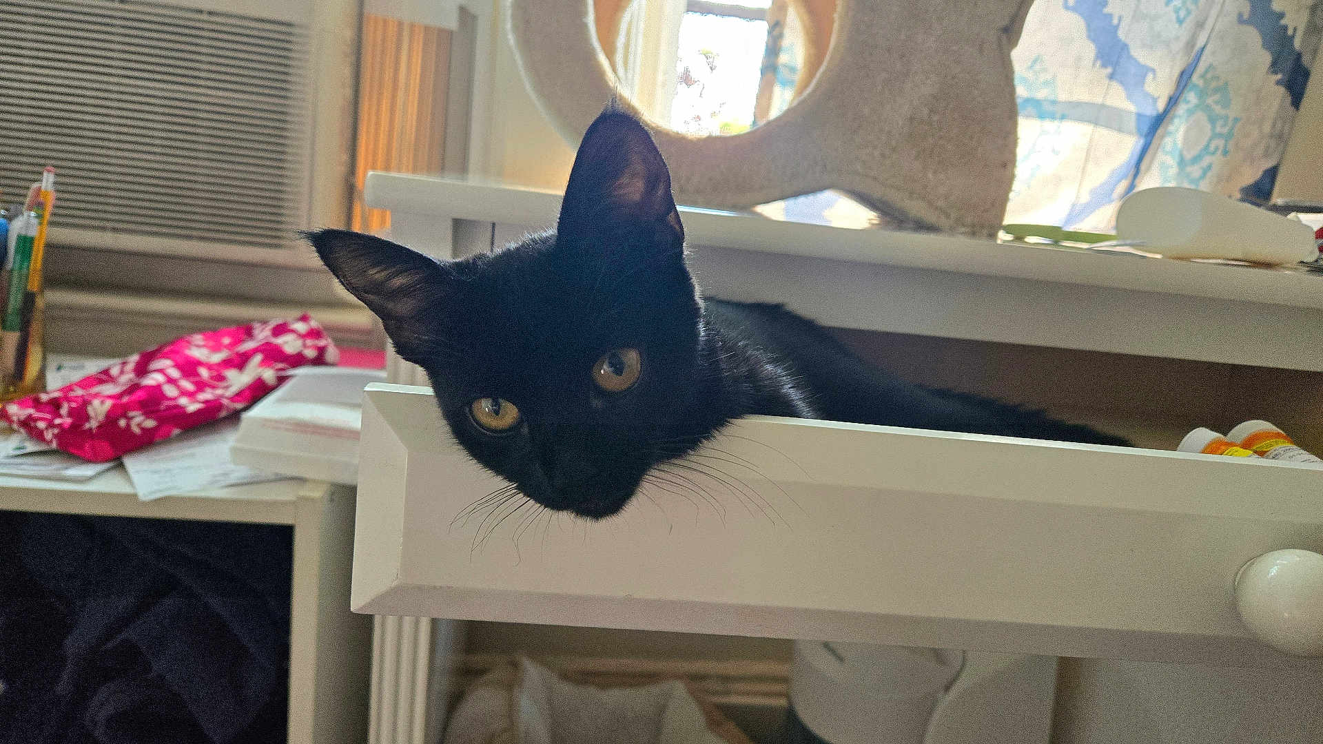 Jessica is registered to the contest to win money with this photo: black_cat, cat, cat_tree, closeup, clutter, curious, desk, domestic_animal, drawer, ears, feline, furniture, golden_eyes, home, indoor, light, pet, resting, whiskers, window
