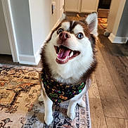 Raina joined the competition — help win amazing prizes! animal, bandana, blue_eyes, canine, carpet, cute, dog, domestic, friendly, fur, happy, home, husky, indoor, mammal, pet, portrait, sitting, smiling, wood_floor