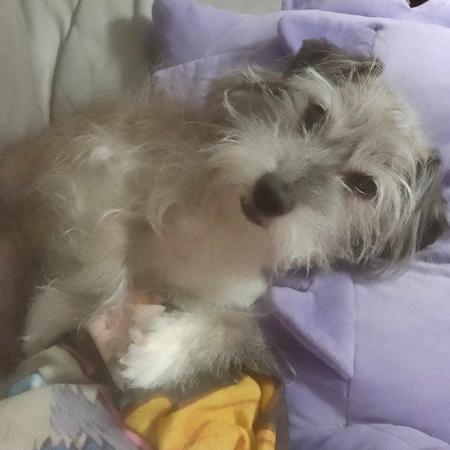 Spot Miles is registered to the contest to win money with this photo: animal, blanket, comfort, couch, cozy, cute, dog, fluffy, fur, home, indoor, pet, pillow, puppy, purple_pillow, relaxed, resting, scruffy, small_dog, snuggle