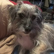 Spot Miles joined the competition — help win amazing prizes! animal, bed, blanket, canine, carpet, collar, companion, cozy, cute, dog, fur, furniture, home, indoor, living_room, pet, portrait, relaxed, resting, scruffy