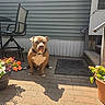 brick_floor, brown_dog, calm, chair, collar, daytime, dog, flower_pot, flowers, garden, house_siding, outdoor, patio, pet, relaxation, shadow, stairs, sunlight, table, white_markings