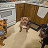 animal_portrait, appliance, bandana, black_dog, brown_dog, cabinet, canine, curious, dog, domestic_animal, floor, home_interior, indoor, kitchen, pet, sitting, stove, tan_dog, tile_floor, waiting