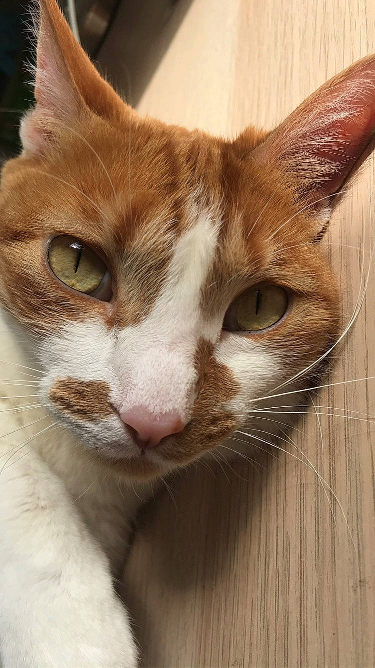 Marguerite a rejoint le concours — aidez-le/la à gagner de superbes lots ! aegean_cat, american_wirehair, arabian_mau, asian, carnivore, cat, close_up, domestic_short_haired_cat, european_shorthair, eye, fawn, felidae, german_rex, kitten, mammal, oriental_longhair, small_to_medium_sized_cats, snout, tabby_cat, whiskers