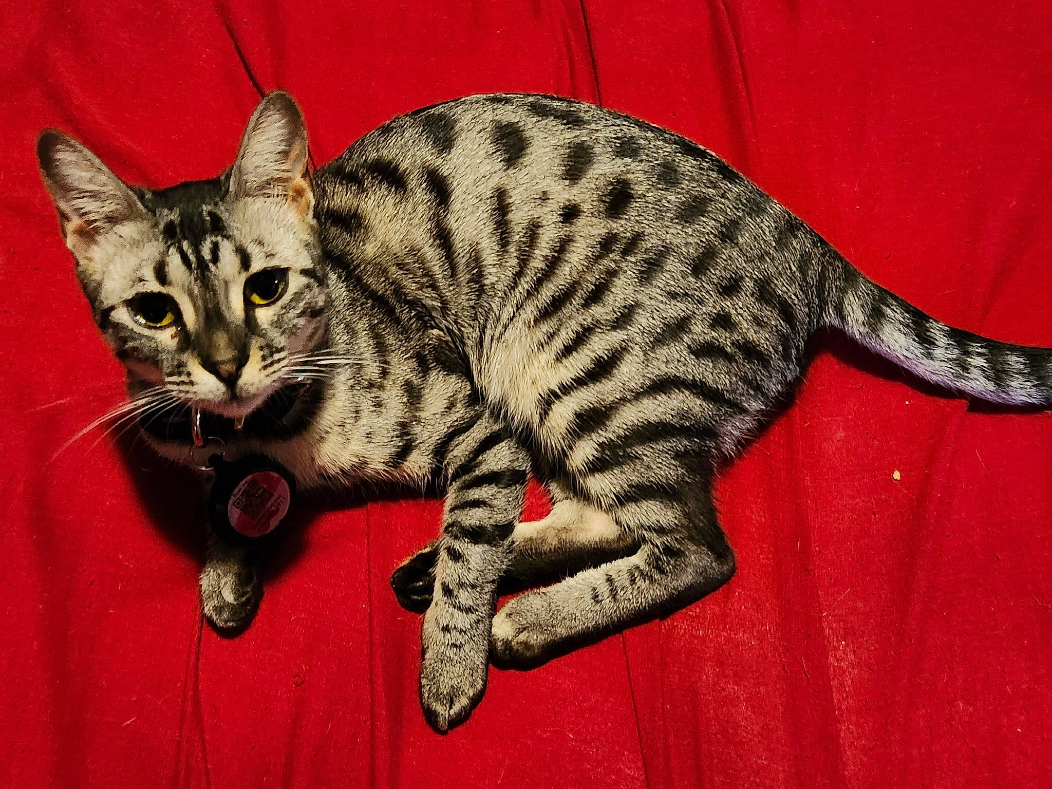 Sasha Mayeso is registered to the contest to win money with this photo: art, carnivore, cat, claw, domestic_short_haired_cat, drawing, felidae, fur, head, illustration, pattern, paw, small_to_medium_sized_cats, snout, tail, terrestrial_animal, visual_arts, whiskers, wildlife