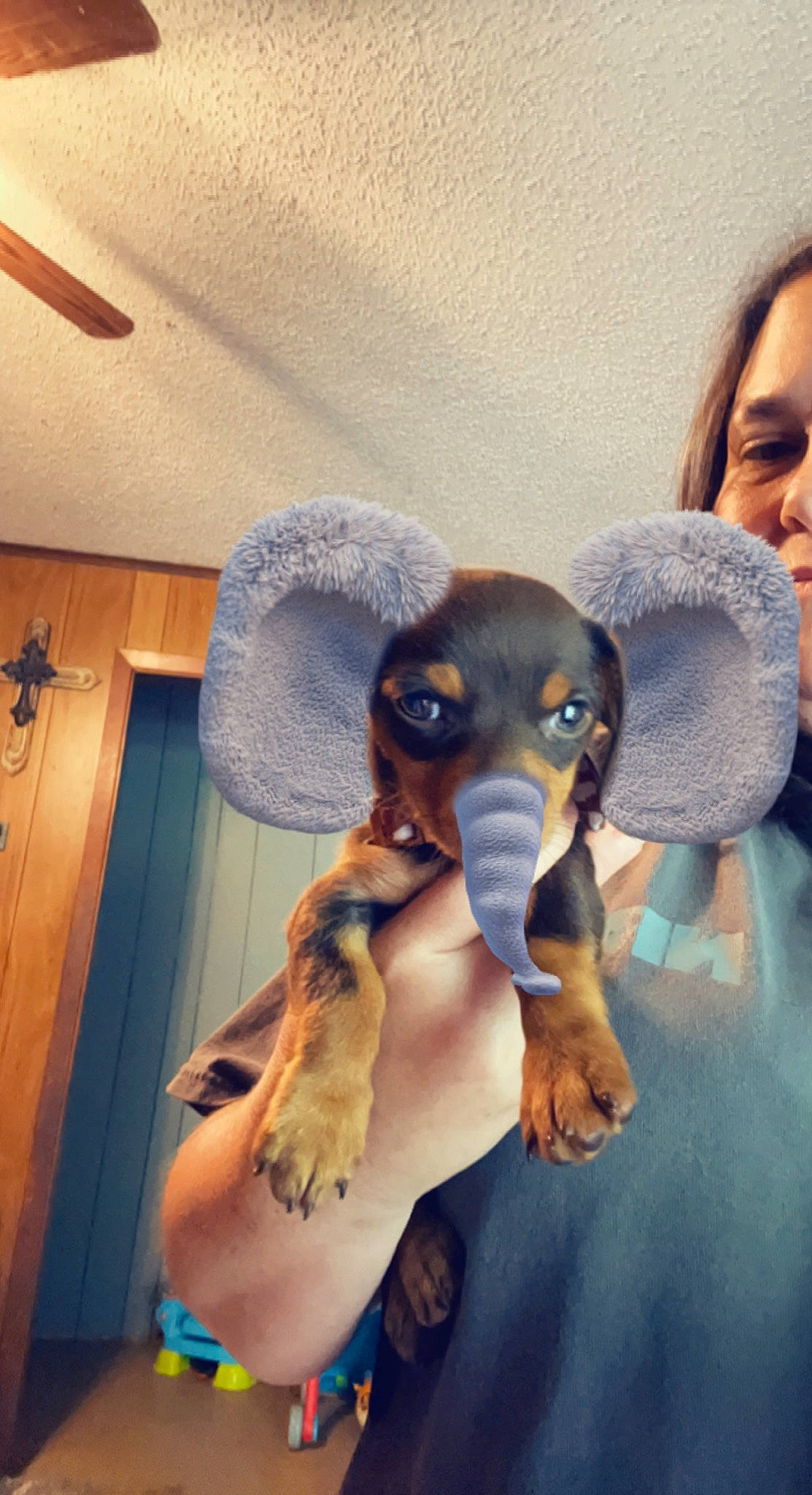 Jasper joined the competition — help win amazing prizes! canidae, carnivore, companion_dog, dog, dog_breed, ear, fawn, fun, fur, gesture, guard_dog, happy, jaw, paw, scent_hound, snout, sporting_group, toy_dog, whiskers, working_animal