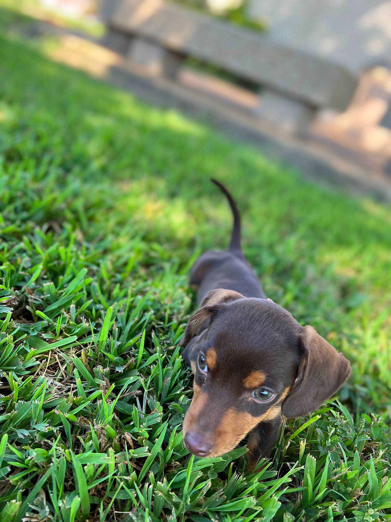 Jasper is registered to the contest to win money with this photo: canidae, carnivore, companion_dog, dog, dog_breed, grass, grassland, groundcover, hunting_dog, plant, snout, sporting_group, terrestrial_animal, terrestrial_plant, working_animal, working_dog