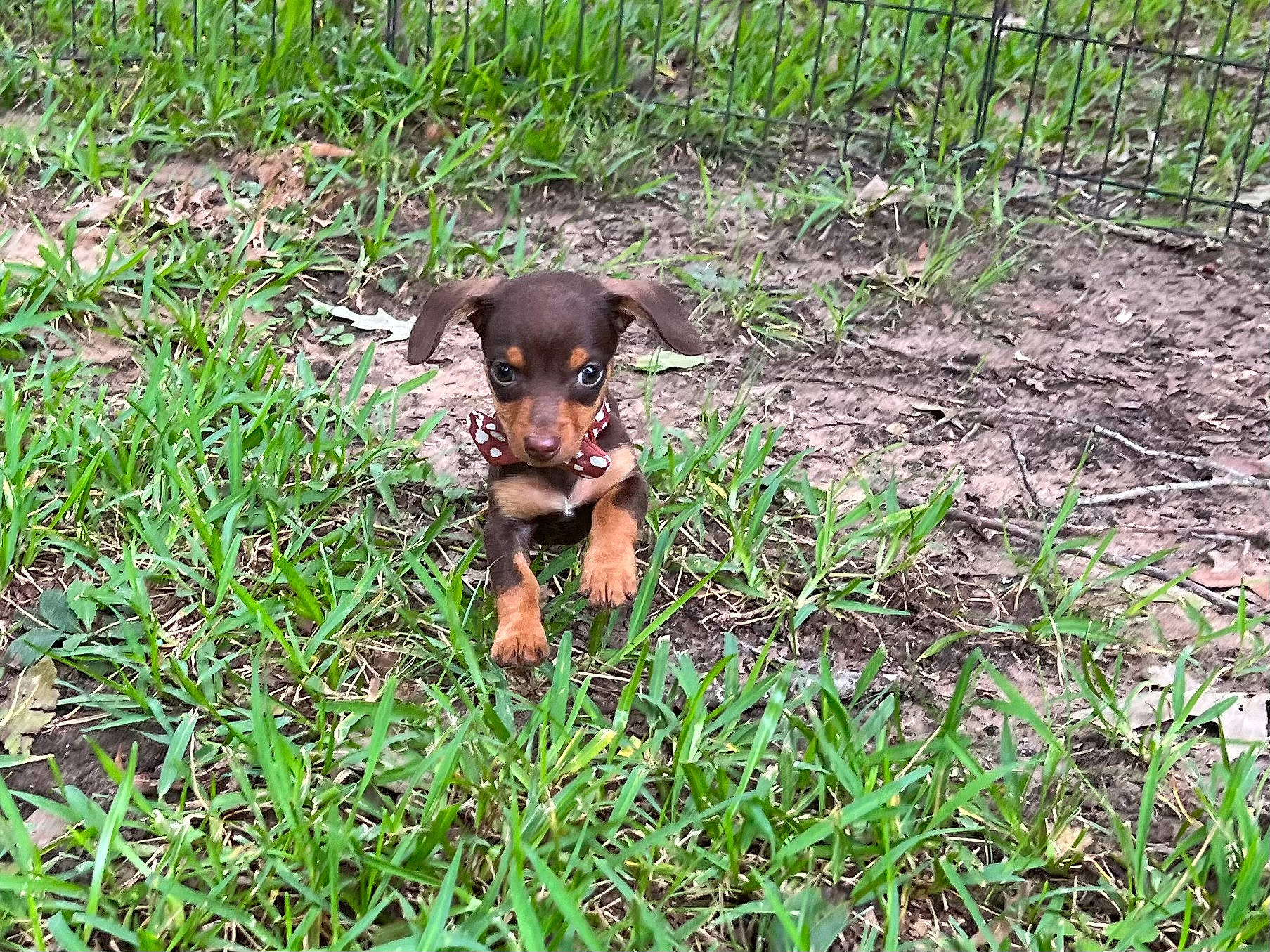 Jasper joined the competition — help win amazing prizes! canidae, carnivore, companion_dog, dog, dog_breed, fawn, grass, groundcover, hierochloe, hunting_dog, liver, plant, snout, soil, sporting_group, terrestrial_animal, terrestrial_plant, working_animal