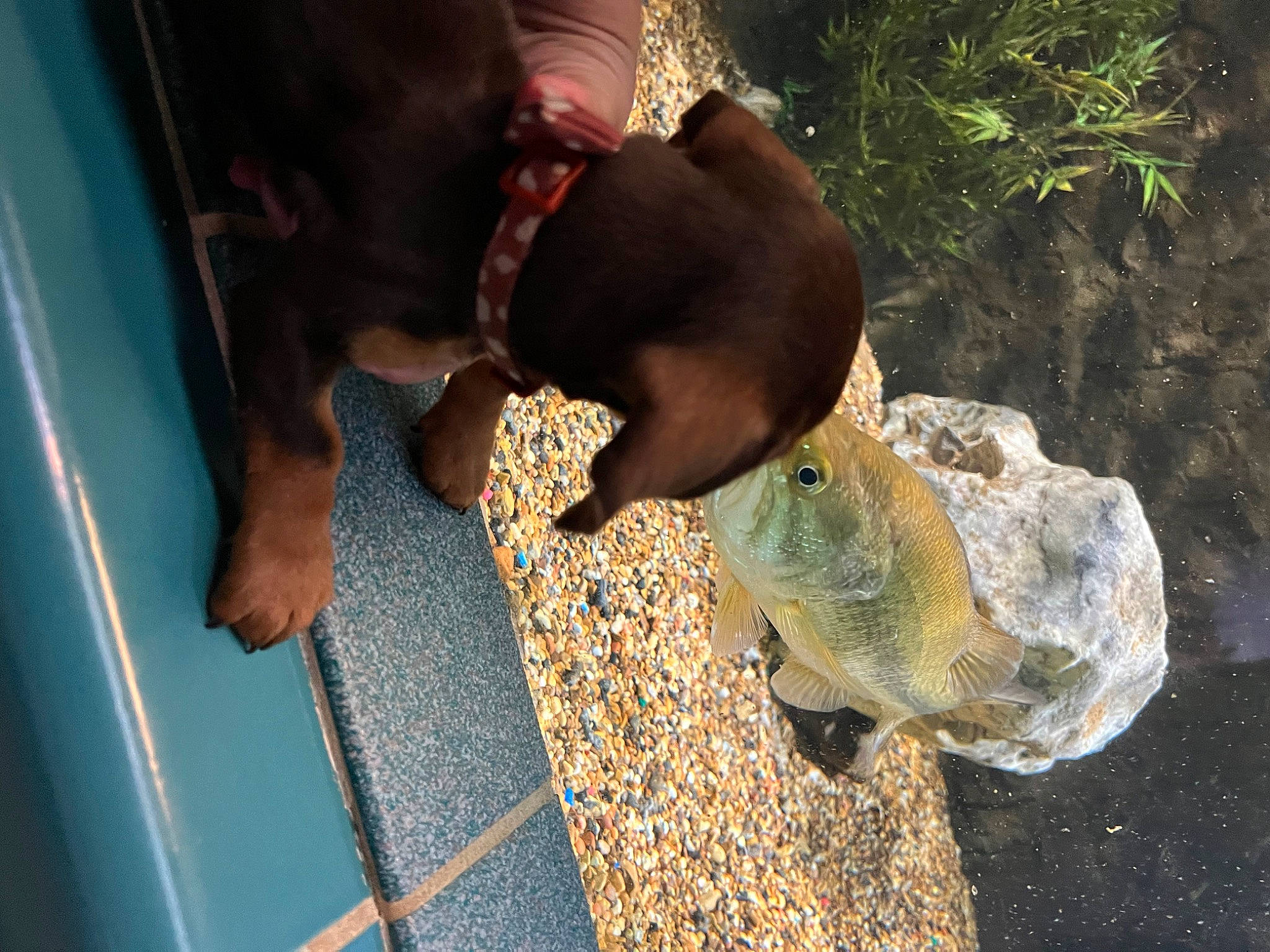 Jasper joined the competition — help win amazing prizes! canidae, carnivore, comfort, companion_dog, dog, dog_breed, dog_supply, fawn, guard_dog, liver, pet_supply, plant, snout, sporting_group, tail, tree, vertebrate, wood, working_animal