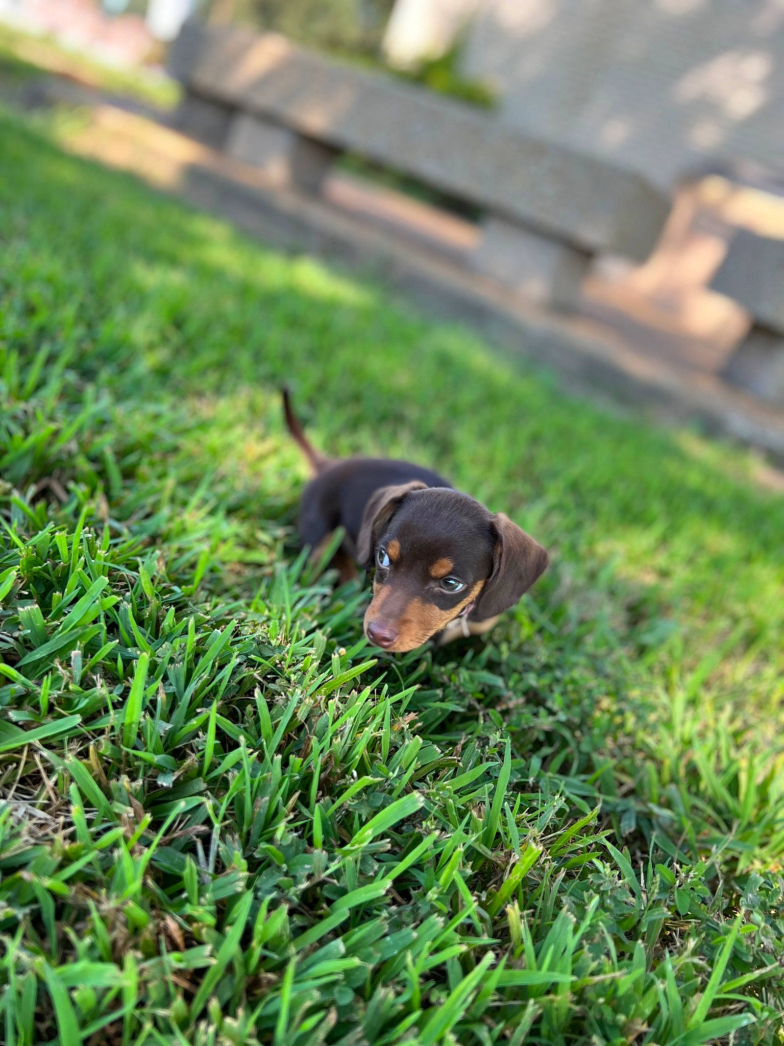 Jasper joined the competition — help win amazing prizes! canidae, carnivore, companion_dog, dog, dog_breed, fawn, flooring, grass, groundcover, guard_dog, hunting_dog, lawn, plant, puppy, snout, sporting_group, terrestrial_animal, toy_dog, working_animal, working_dog