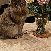 Mia a rejoint le concours — aidez-le/la à gagner de superbes lots ! cat, vase, flowers, carnations, table, wooden_table, indoor, cozy, gray_cat, plant, fluffy, pet, domestic_animal, decor, window, lighting, still_life, houseplant, furniture, relaxed