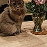 cat, vase, flowers, carnations, table, wooden_table, indoor, cozy, gray_cat, plant, fluffy, pet, domestic_animal, decor, window, lighting, still_life, houseplant, furniture, relaxed
