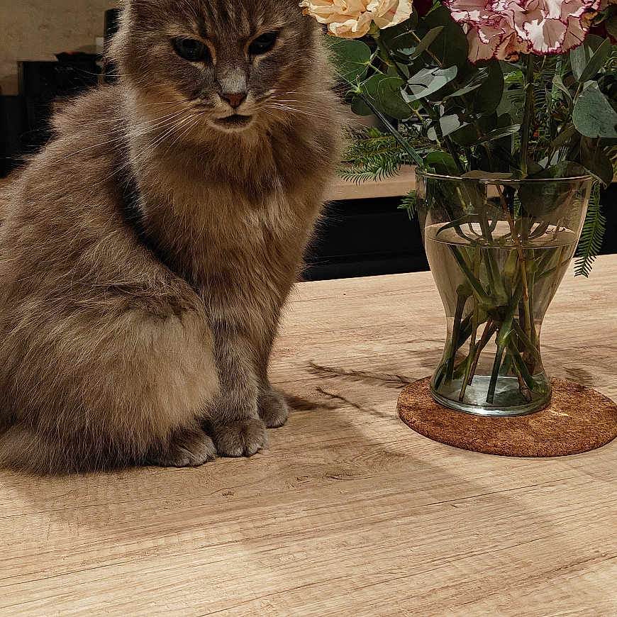 Mia a rejoint le concours — aidez-le/la à gagner de superbes lots ! cat, vase, flowers, carnations, table, wooden_table, indoor, cozy, gray_cat, plant, fluffy, pet, domestic_animal, decor, window, lighting, still_life, houseplant, furniture, relaxed