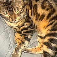 Naya a rejoint le concours — aidez-le/la à gagner de superbes lots ! cat, bengal_cat, sleeping, fur_pattern, striped, spots, whiskers, paw, closed_eyes, domestic_animal, pet, cozy, resting, quilted_blanket, indoor, feline, mammal, cute, animal, soft_lighting