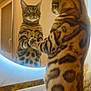Naya participe au concours pour gagner de l'argent avec cette photo : cat, bengal_cat, mirror, reflection, indoor, curious, feline, animal, pet, fur_pattern, whiskers, ears, standing, paws, looking, wide_eyes, household, light, background, window