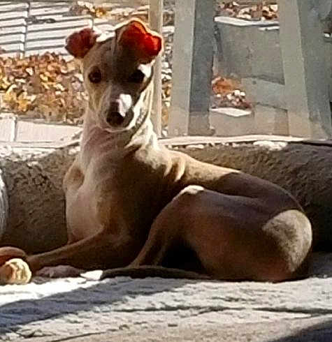 Milo