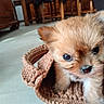 puppy, dog, cute, pet, basket, knitted, fur, eyes, indoors, floor, wooden_furniture, close_up, small, adorable, animal, young, portrait, brown, cozy, curious