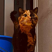 Daisy participe au concours pour gagner de l'argent avec cette photo : cat, tortoiseshell, indoor, animal, pet, feline, curious, blue_bucket, floor, whiskers, ears, tail, doorway, wall, lighting, fur, portrait, standing, closeup, home