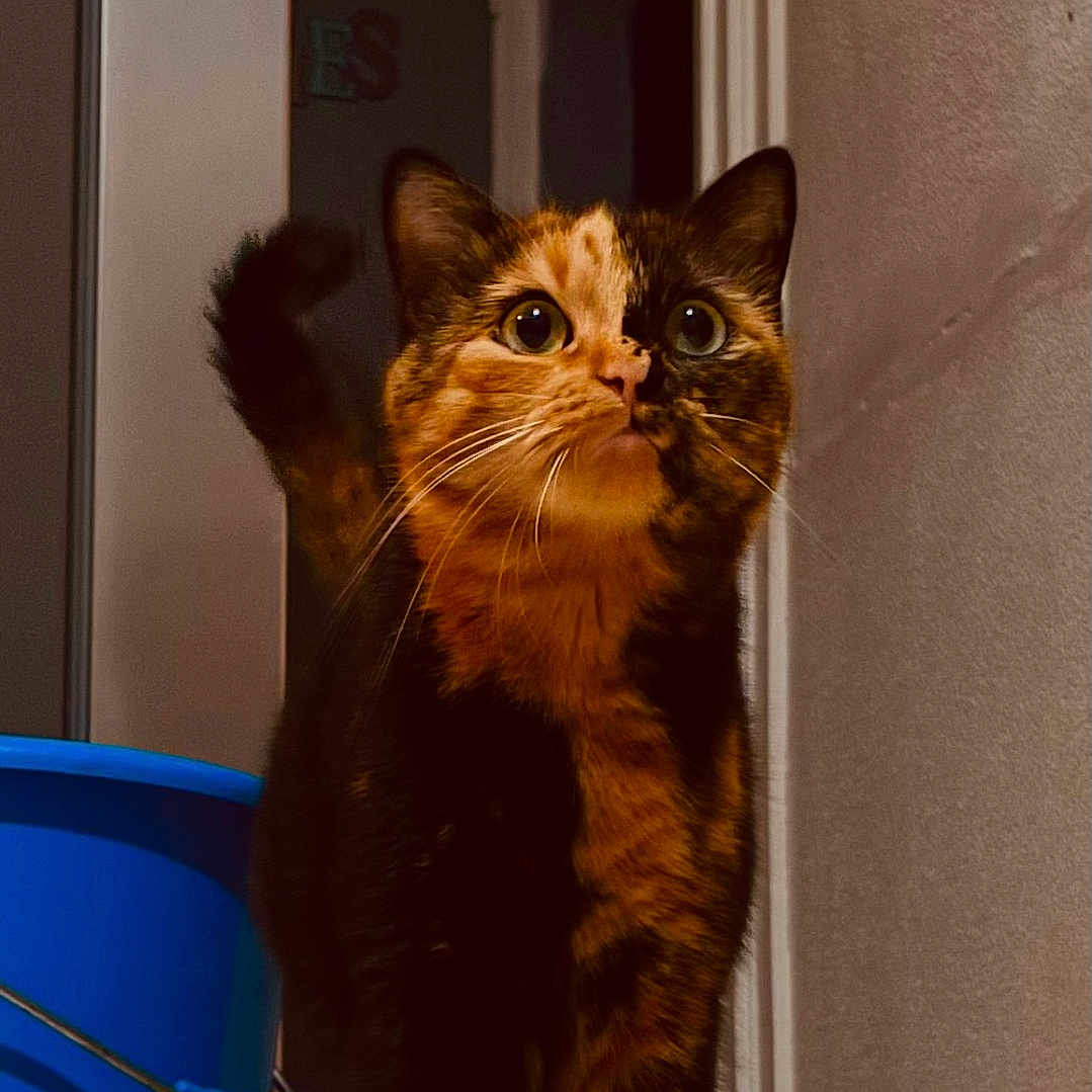 Daisy participe au concours pour gagner de l'argent avec cette photo : animal, blue_bucket, cat, closeup, curious, doorway, ears, feline, floor, fur, home, indoor, lighting, pet, portrait, standing, tail, tortoiseshell, wall, whiskers