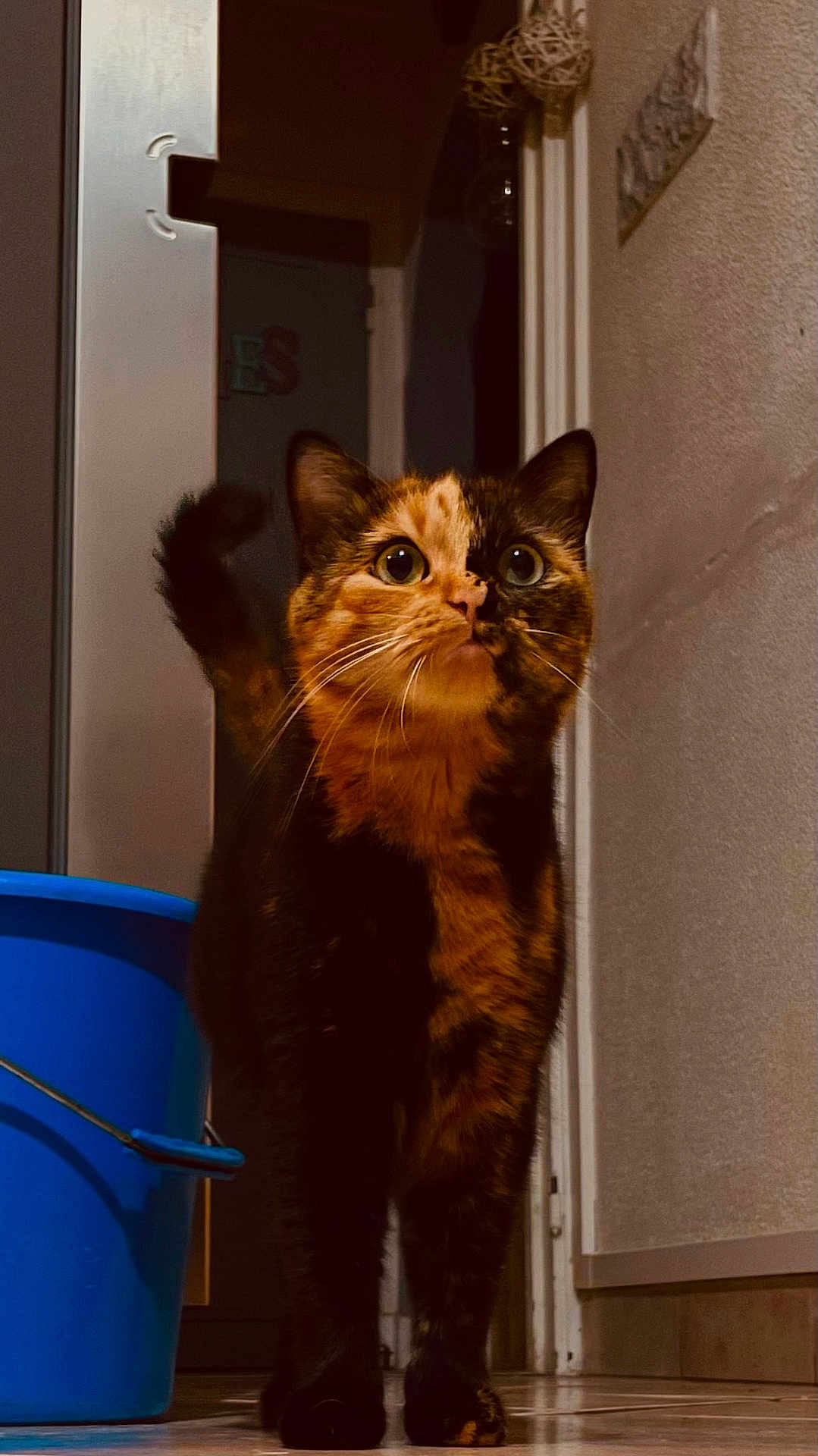 Daisy participe au concours pour gagner de l'argent avec cette photo : cat, tortoiseshell, indoor, animal, pet, feline, curious, blue_bucket, floor, whiskers, ears, tail, doorway, wall, lighting, fur, portrait, standing, closeup, home