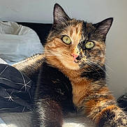 Daysi participe au concours pour gagner de l'argent avec cette photo : abyssinian, angora, animal, bed, bedroom, blanket, brasssection, cat, couch, cushion, furniture, homedecor, horn, indoors, kitten, manx, musicalinstrument, pet, room