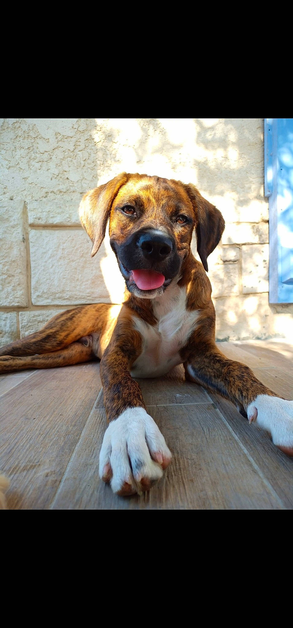 Volt participe au concours pour gagner de l'argent avec cette photo : bored, canidae, carnivore, collar, companion_dog, dog, dog_breed, dog_collar, eye, fawn, flooring, hardwood, paw, pet_supply, snout, sporting_group, tail, whiskers, wood, working_animal