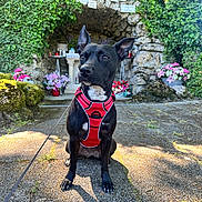 Naya participe au concours pour gagner de l'argent avec cette photo : dog, black_dog, red_harness, sitting, outdoor, stone_path, grotto, flowers, greenery, ivy, sunlight, shadow, leash, nature, plant, rock, garden, pet, canine, portrait