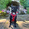 dog, black_dog, red_harness, sitting, outdoor, stone_path, grotto, flowers, greenery, ivy, sunlight, shadow, leash, nature, plant, rock, garden, pet, canine, portrait