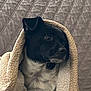 dog, black_dog, white_fur, blanket, wrapped, cozy, pet, indoor, quilted_background, texture, snug, fur, portrait, animal, looking_away, cute, warm, comfort, side_view, relaxed