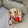 dog, dachshund, pet, collar, jingle_bells, leather_couch, blanket, indoor, cute, small_dog, brown_dog, looking_up, cozy, fur, animal, companion, paw, sitting, domestic, cute_pet