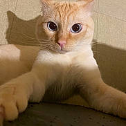 Tikku participe au concours pour gagner de l'argent avec cette photo : cat, pet, feline, cream_colored, blue_eyes, pink_nose, whiskers, paws, close_up, portrait, indoor, floor, shadow, curious, cute, domestic_cat, front_legs, looking_at_camera, soft_fur, playful