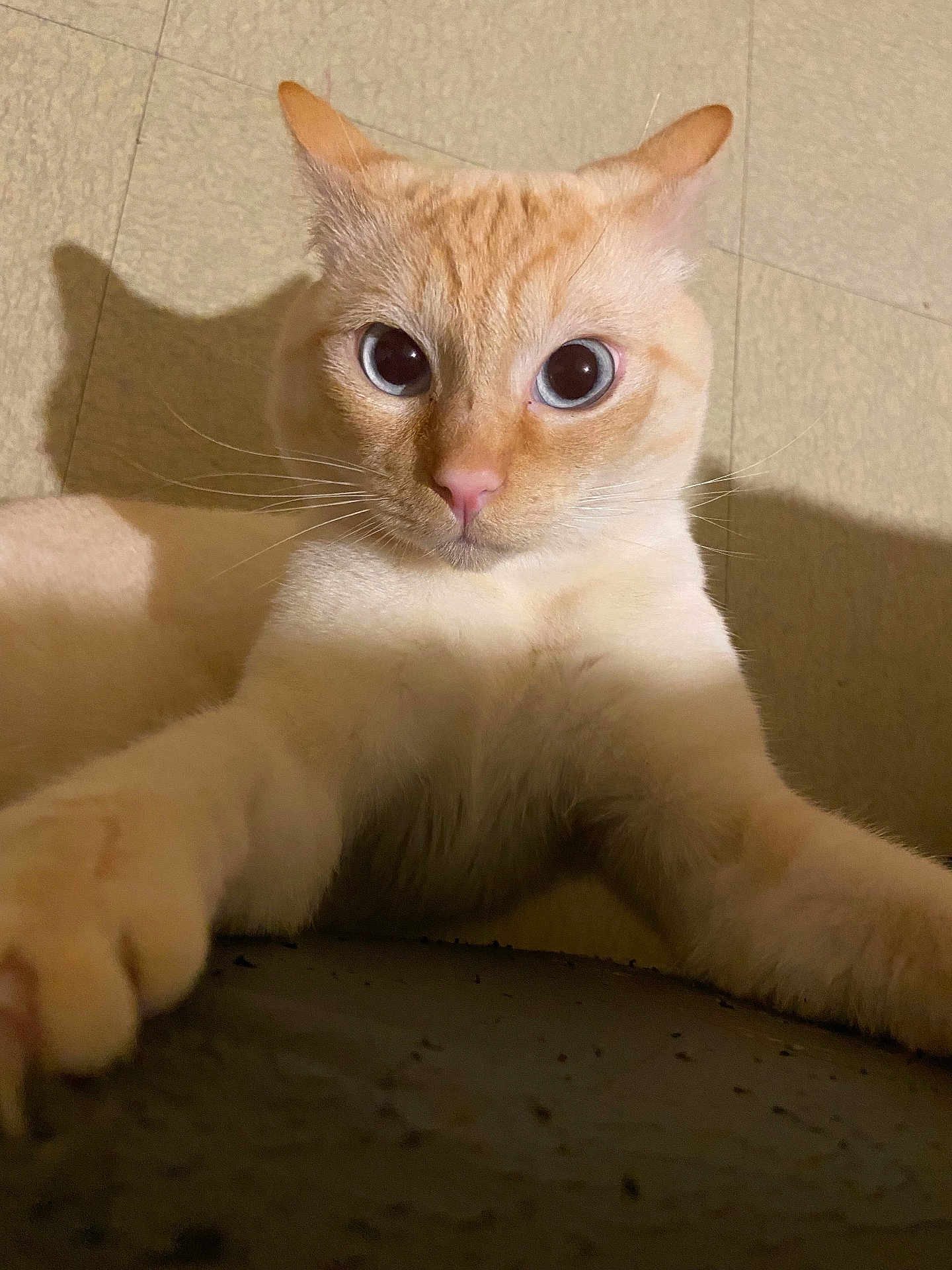 Tikku participe au concours pour gagner de l'argent avec cette photo : cat, pet, feline, cream_colored, blue_eyes, pink_nose, whiskers, paws, close_up, portrait, indoor, floor, shadow, curious, cute, domestic_cat, front_legs, looking_at_camera, soft_fur, playful
