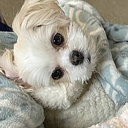 Olivia is registered to the contest to win money with this photo: canidae, carnivore, companion_dog, dog, dog_breed, dog_supply, font, fur, happy, pet_supply, photo_caption, puppy_love, screenshot, small_terrier, snout, sporting_group, terrier, toy_dog, water_dog, working_animal